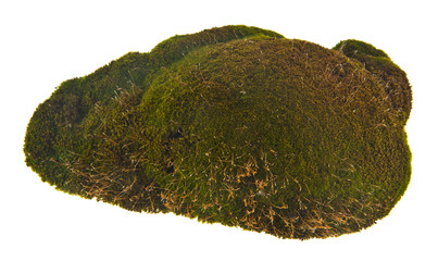 green moss isolated on white background. As an element of packaging design.