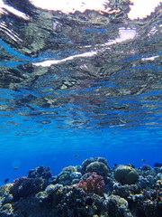 coral reef in Egypt