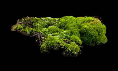 green moss isolated on a black background.As an element of packaging design.