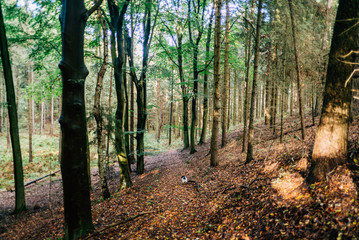 Herbstspaziergang mit Hund im Wald