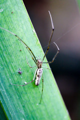 Streckerspinne, Spinne