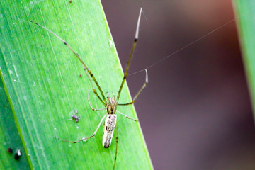 Streckerspinne, Spinne