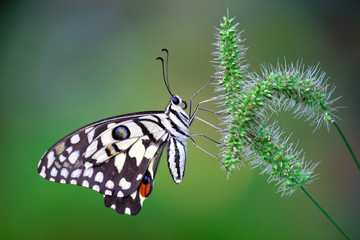 The Common Lime Butterfly sitting on the flower plants in its natural habitat with a nice soft blurry background.