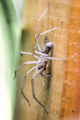 Winkelspinne, Spinne