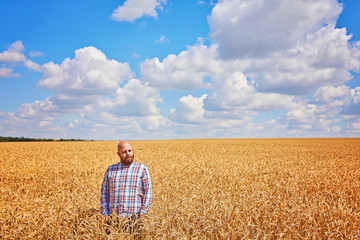 Naklejka na ściany i meble Farmer walking through a wheat field