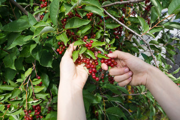 picking bird cherry by hand in the garden