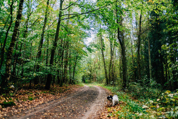 Herbstspaziergang mit Hund im Wald