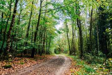 Herbstspaziergang mit Hund im Wald