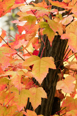 autumn leaves background