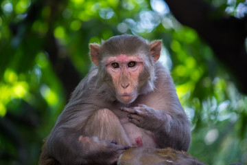 The Rhesus Macaque Monkey  sitting on the tree in its natural habitat.
