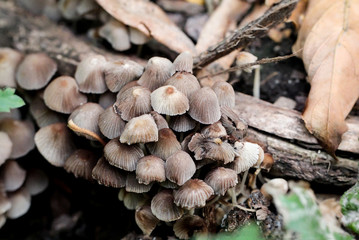 Pilz, Pilze am Waldboden