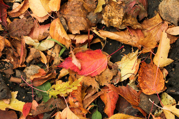 autumn leaves on the ground