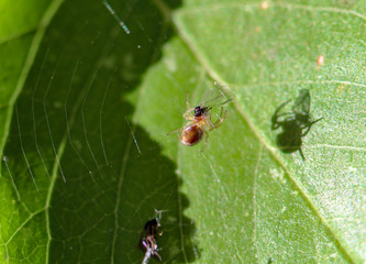kleine Spinne im Netz