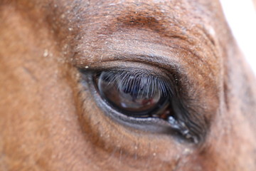 Horse eye, portrait