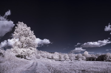 infrared photography - ir photo of landscape with tree under sky with clouds - the art of our world...