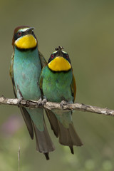 Bee-eater with bee