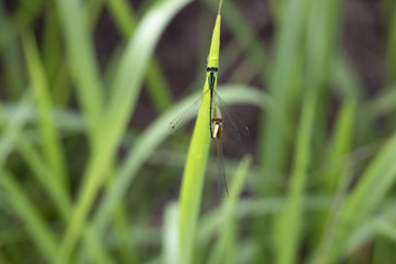 アジアイトトンボの交尾