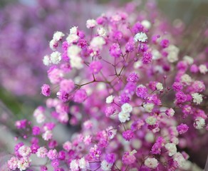 Flower bouquet of Colorful Gypsophila in full blossom creamy style