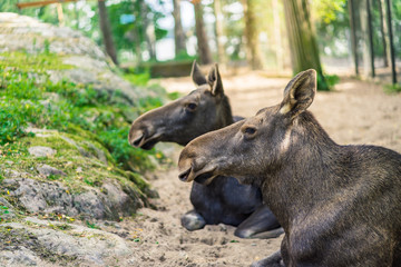 Fototapeta premium Elche