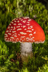 fly agaric in the forest