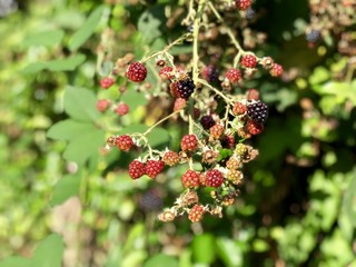 Wild Blackberries in a hedge bush