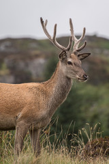 Red Deer