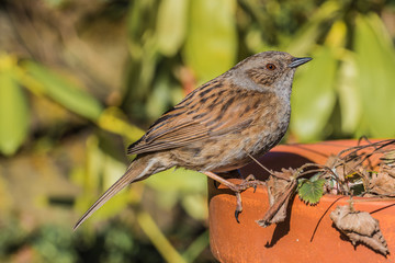 Dunnock
