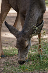 Mule Deer in Zion National Park, Utah