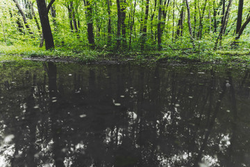 Sonnenschein im Wald