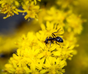 Ameise auf gelben Blüten 