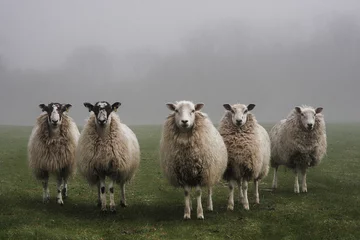 Fototapeten Fünf Schafe, die an einem nebligen Tag auf einem Feld aufgereiht sind © Paul Steven