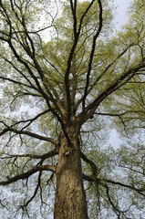 Arbre
