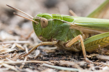 Grasshopper