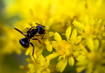 Ameise auf gelben Blüten 