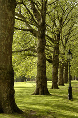 Fototapeta premium Arbre