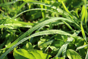 Fototapeta na wymiar Grass with morning dew