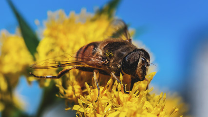 bee close-up on a flower collects pollen