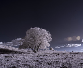infrared photography - ir photo of landscape with tree under sky with clouds - the art of our world...