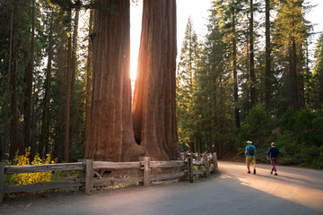 Mammut Baum am The General Grant Tree - Grant Grove - Kings Canyon National Park (Kalifornien)