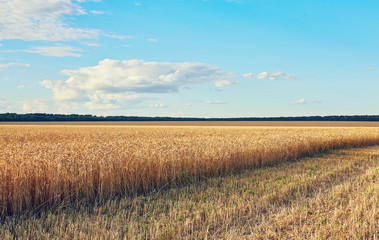 countryside road through fields with wheat