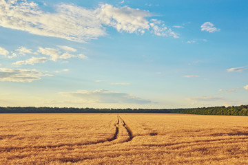 Obraz premium countryside road through fields with wheat