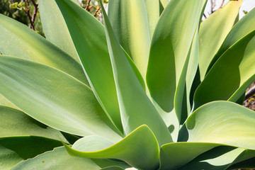 Sehnsucht nach grüner Agave