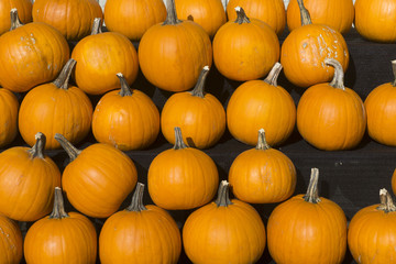 A collection of fresh orange pumpkins
