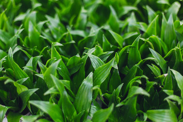 Texture green plant. Ornamental plant background. Natural leaves flora. Different green leaves of ornamental plants for background and texture. Dracaena janet craig