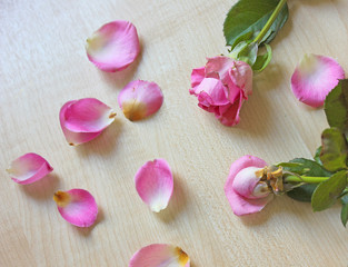 Two pink roses