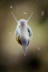 Detailansicht kleiner Schnecken im Aquarium 