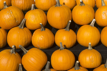 A collection of fresh orange pumpkins