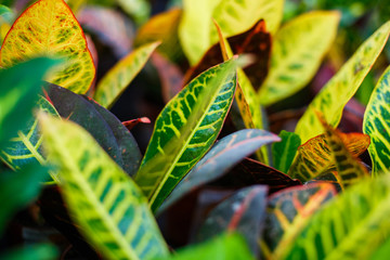 Codiaeum variegatum (Croton, Variegated Laurel, Garden Croton, Orange Jessamine) Ornamental plants. close up, natural sunlight. © chibelek