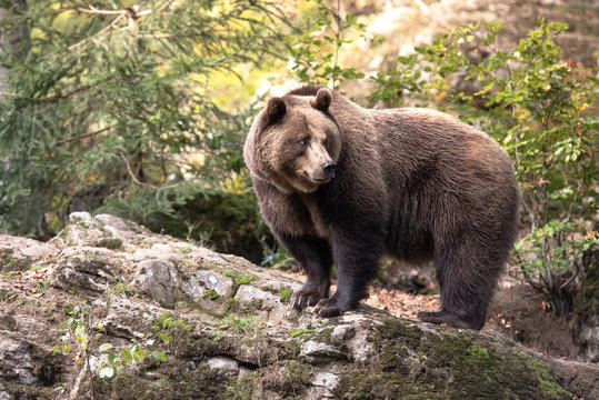 Brown bear is standing on the rock in Bayerischer Wald National Park, Germany