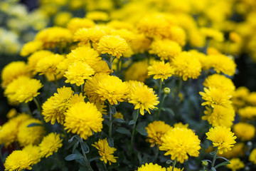 yellow Chrysanthemum in garden flower plant  shop
